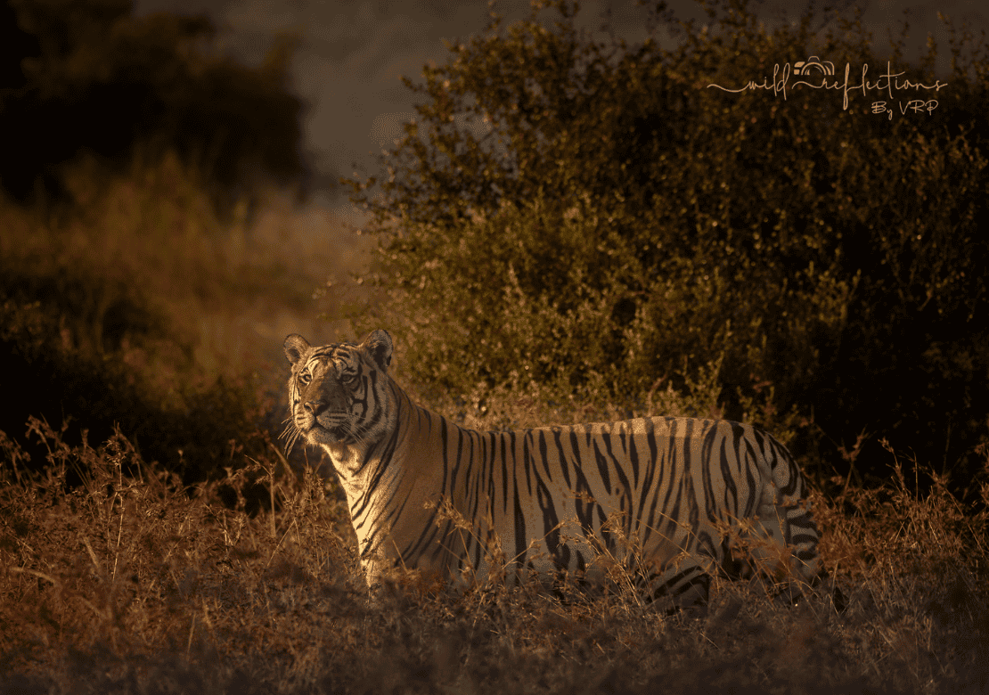 Pench Tiger